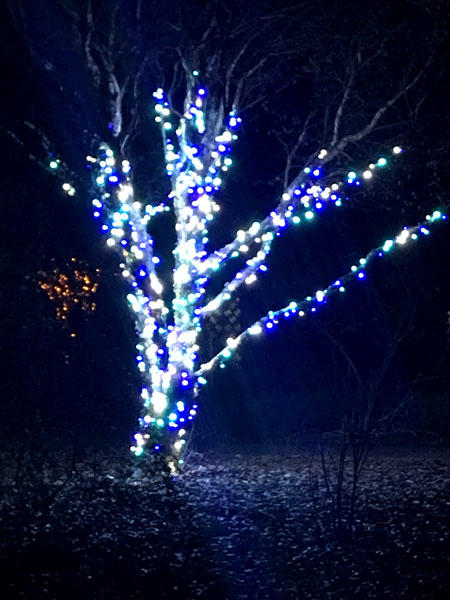 lights on a tree